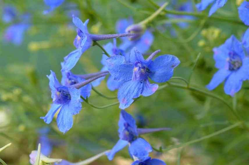petit Delphinium pour pot