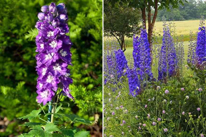 pieds allouette violet