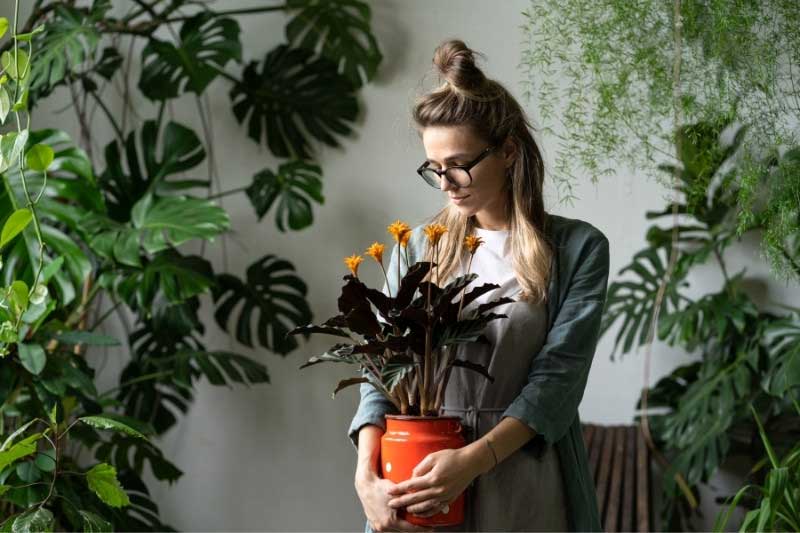 Tendance jardin 2026 - Green generation, plantes d'intérieur