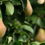 Comment (vraiment) rater la taille de vos fruitiers ?