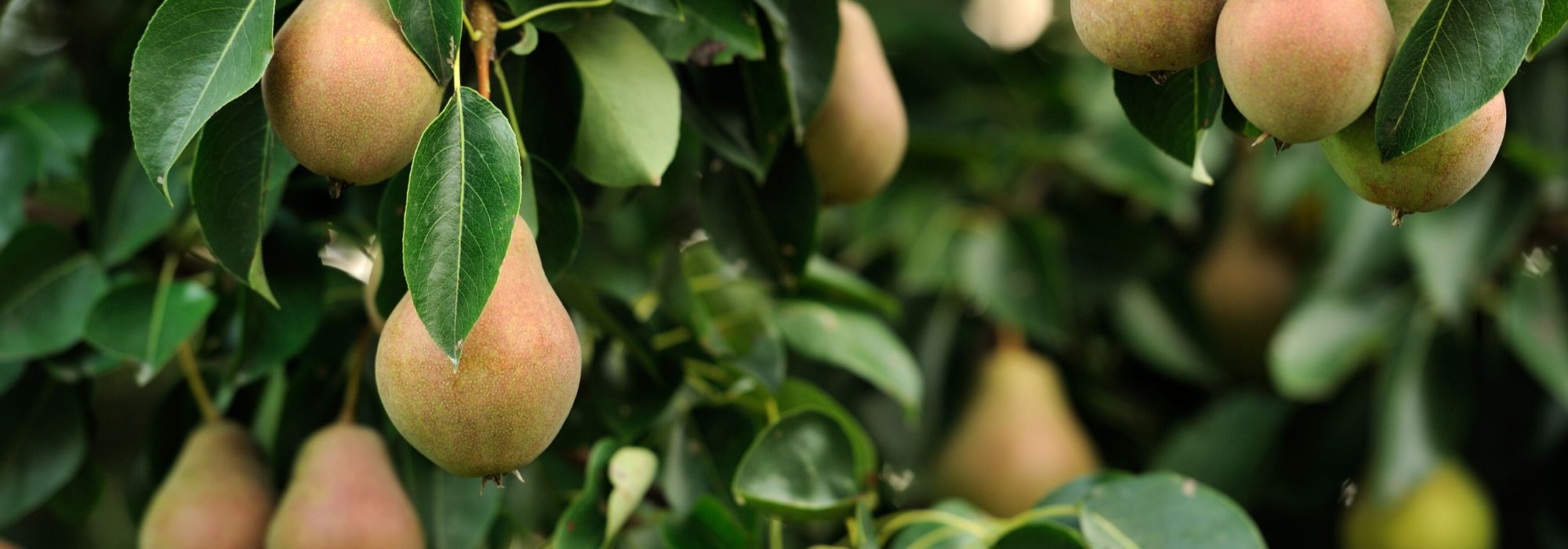 Comment (vraiment) rater la taille de vos fruitiers ?