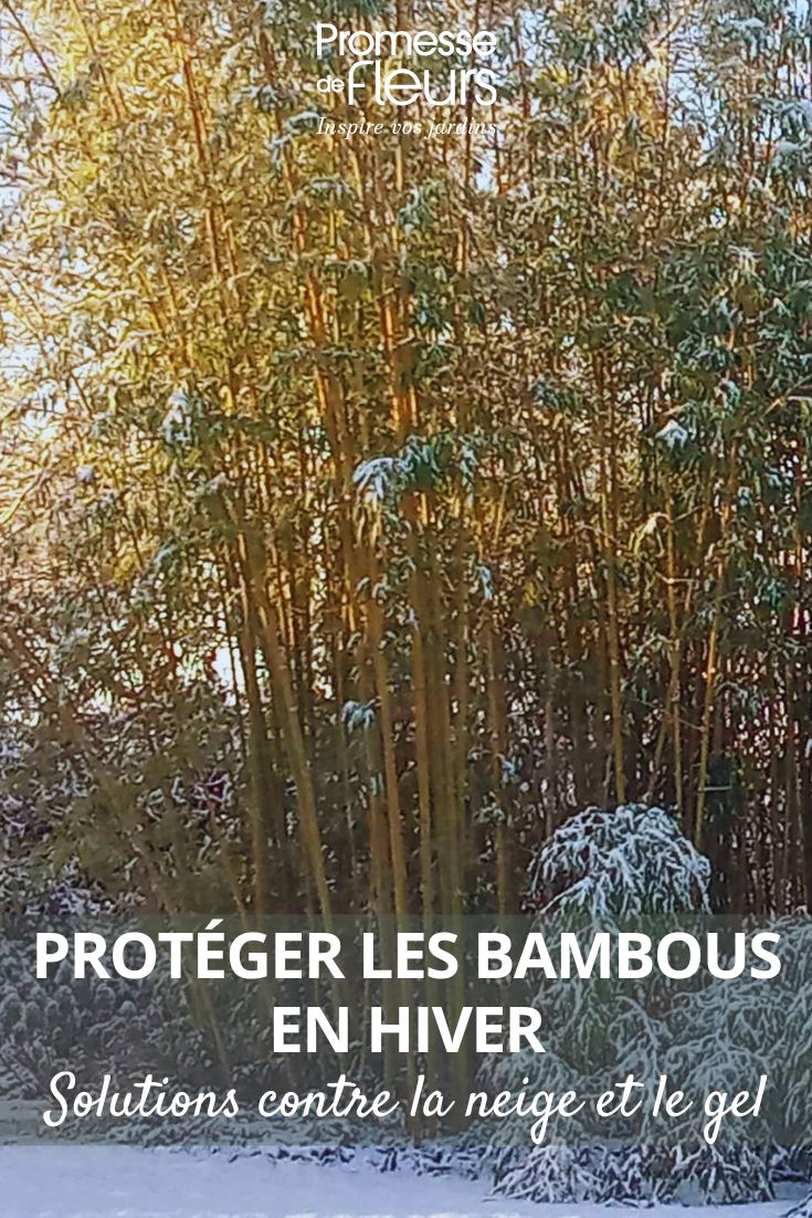 Protéger les bambous de la neige