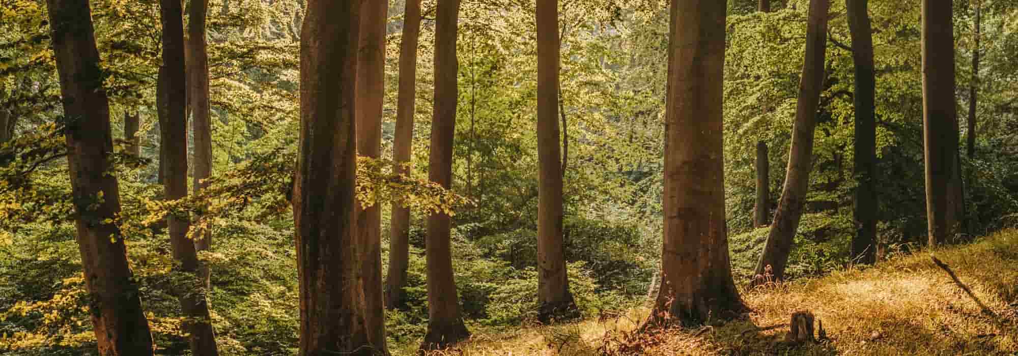 Sylvothérapie : se reconnecter aux arbres pour mieux respirer, penser et s’apaiser