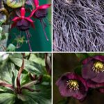 Tendance couleur 2026 : Dark Academia, le jardin mélancolique et romantique