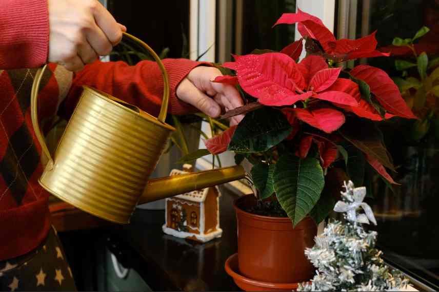 comment arroser un poinsettia