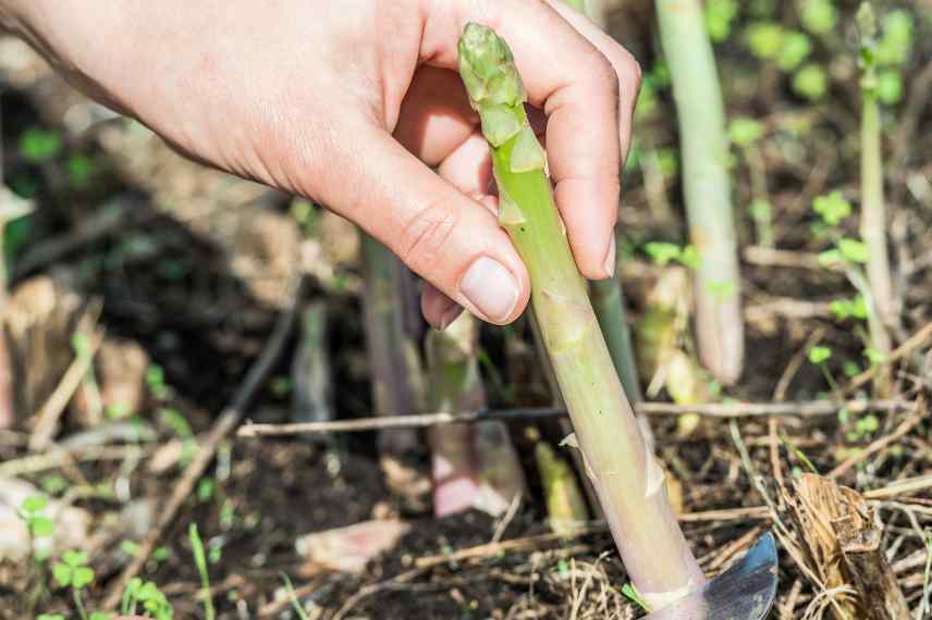choix de variétés d'asperges 