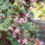 5 belles idées pour associer les bégonias vivaces à l'ombre ou mi-ombre