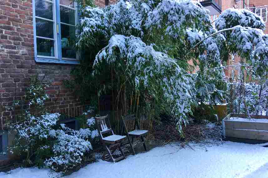 protection bambous froid hiver neige gel