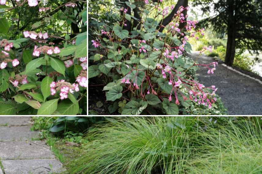 associer begonias vivaces bordure