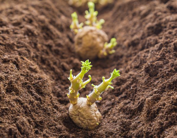 Quand et comment planter des pommes de terre ?
