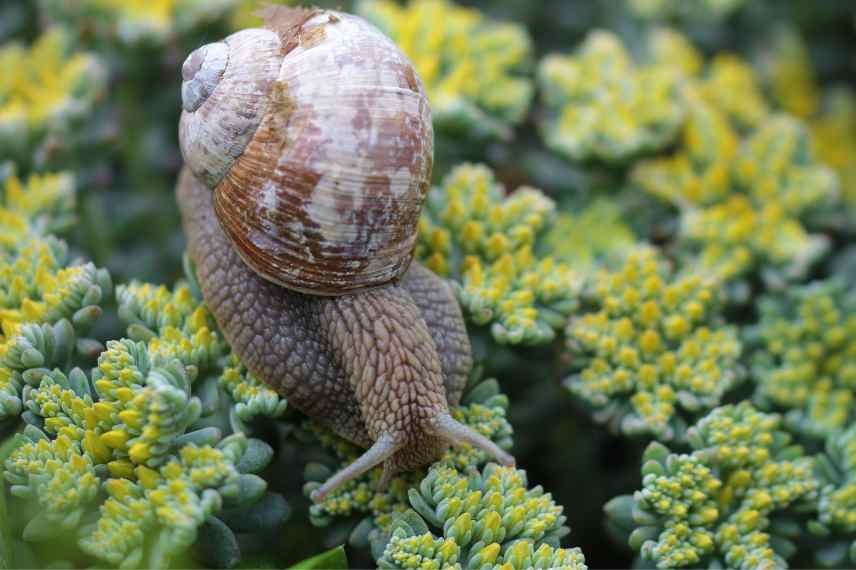 limaces mangent sedum