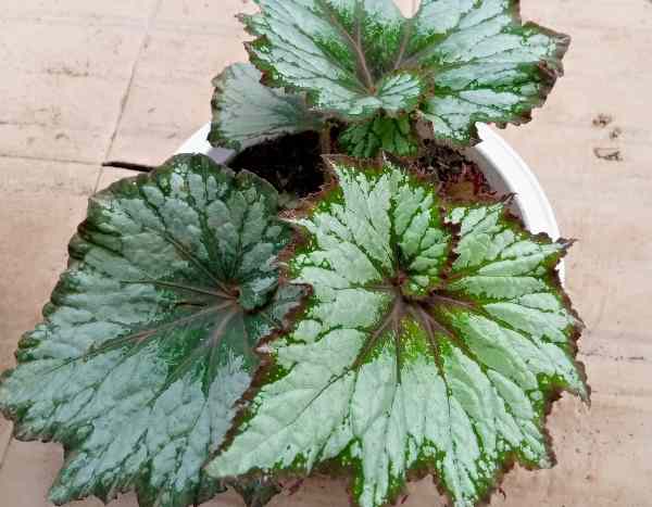 Comment diviser un bégonia d'intérieur pour le multiplier facilement ?