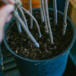 Comment faire des boutures ligneuses d’automne ?