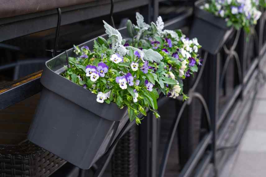 jardiniere etroite options vegetaux