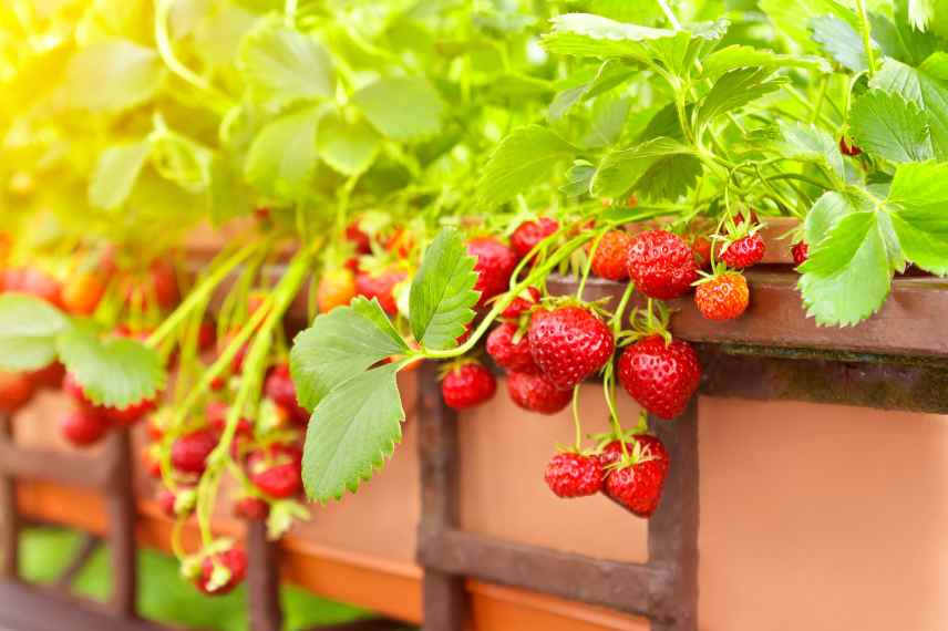 fraises en jardiniere
