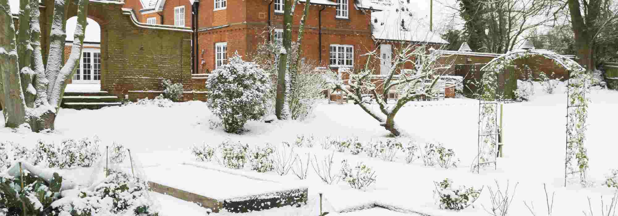 Après la neige, comment prendre bien soin de ses plantes ?