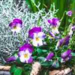 Composer une belle jardinière d'hiver : 3 idées colorées