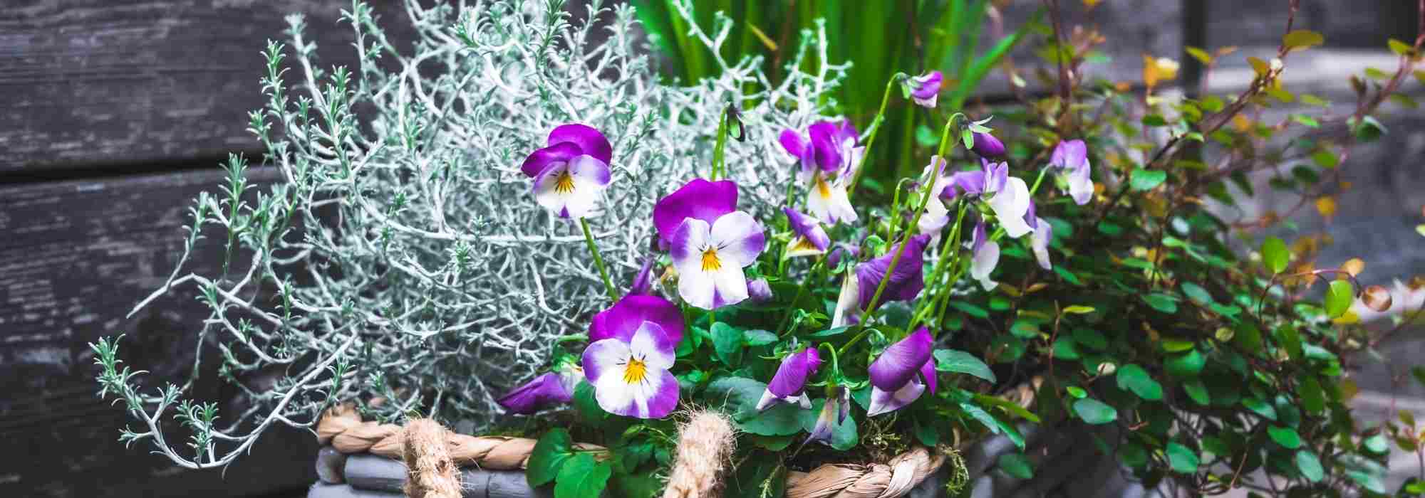 Composer une belle jardinière d'hiver : 3 idées colorées
