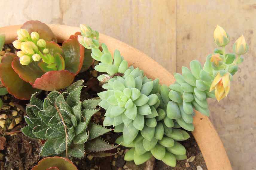 lutte gasteropodes orpins