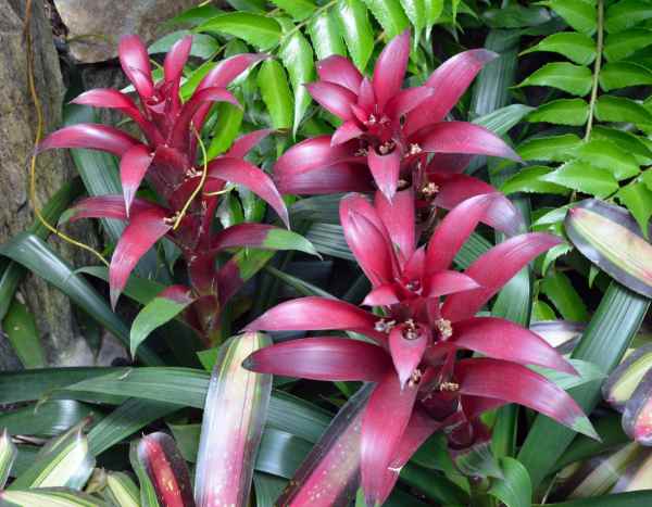 Comment multiplier le Guzmania chez soi ?