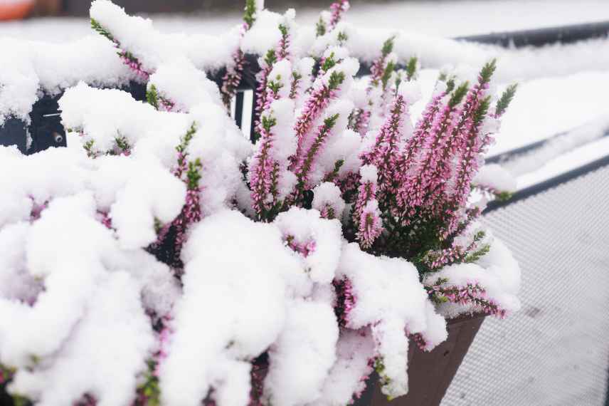 neige assure protection plantes