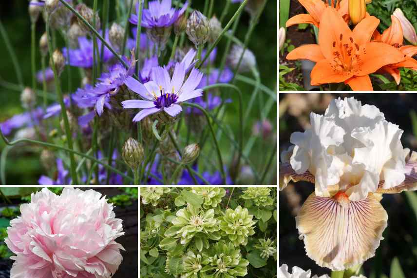 plante pour la saint valentin idee