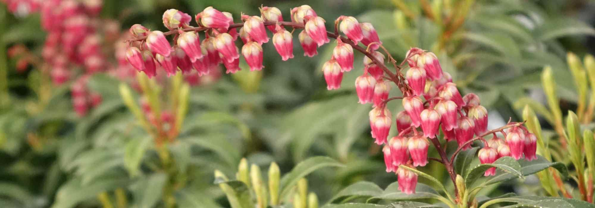 Quelles plantes offrir pour la Saint-Valentin ?