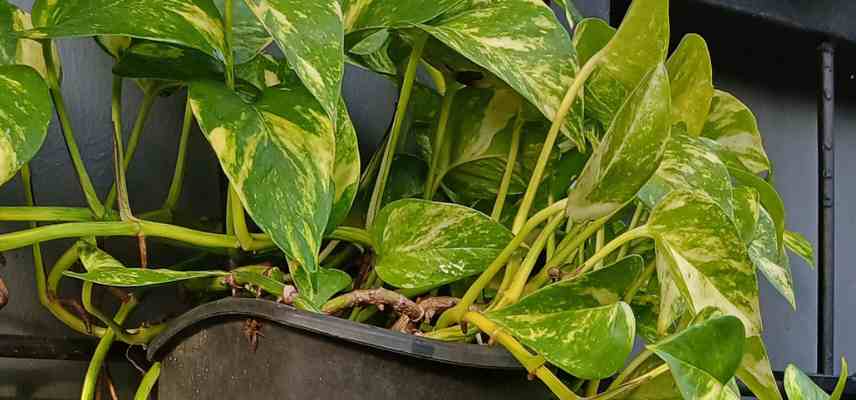 pothos traiter traitement maladies soins