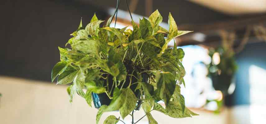 parasites pothos