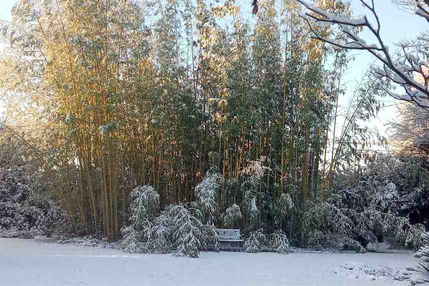 protection bambous en hiver