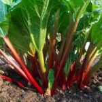 Comment planter la rhubarbe ?