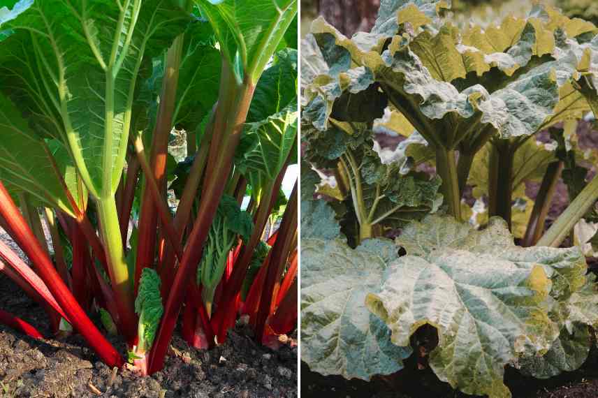 Rhubarbe : comment choisir ?