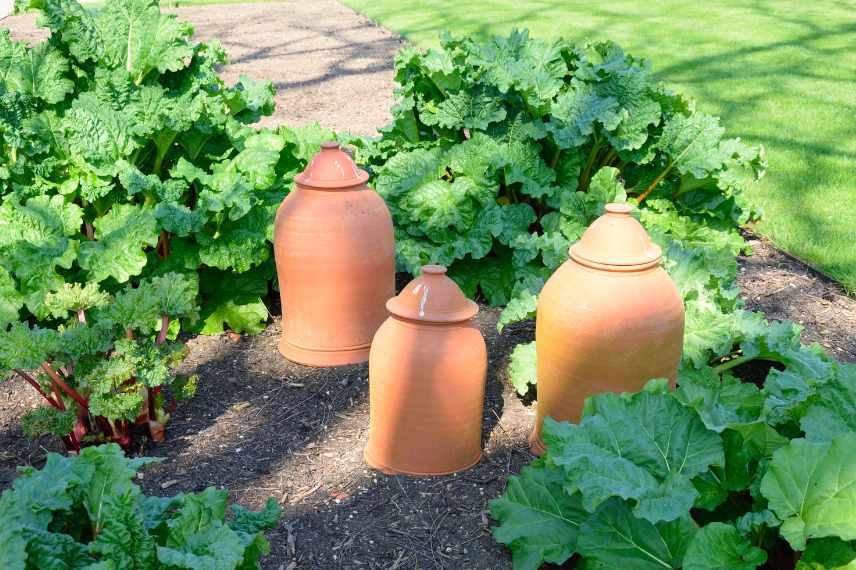 forcer une rhubarbe 