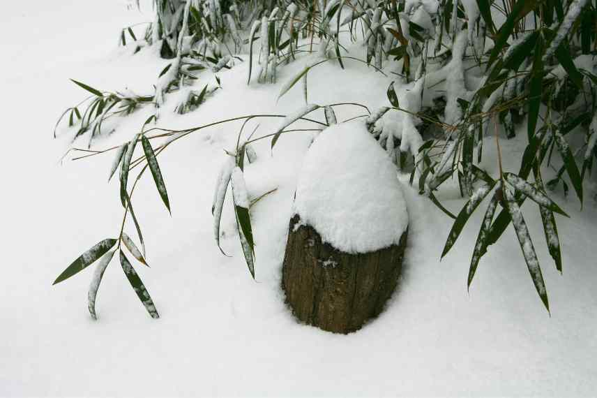 impact neige sur les plantes