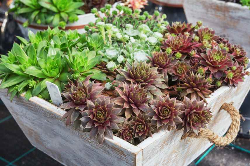 joubarbes sedum jardiniere soleil etroite