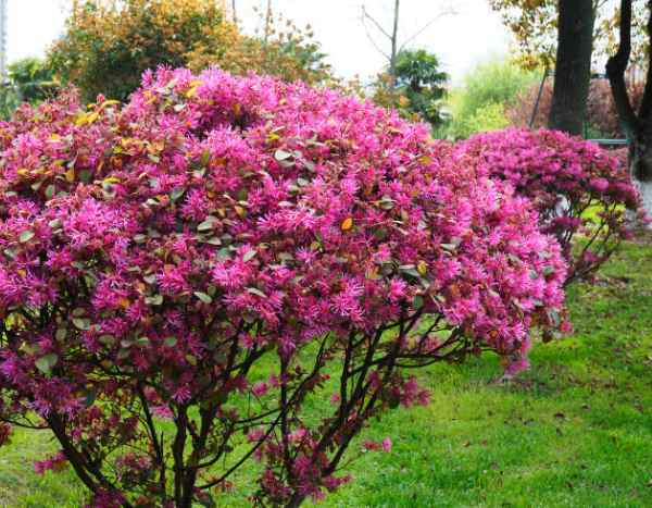 Taille du Loropetalum : les gestes clés pour une belle floraison