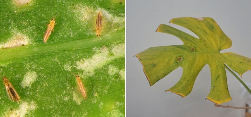 À gauche : photo de thrips sur une feuille. À droite : une feuille de monstera victime des thrips.
