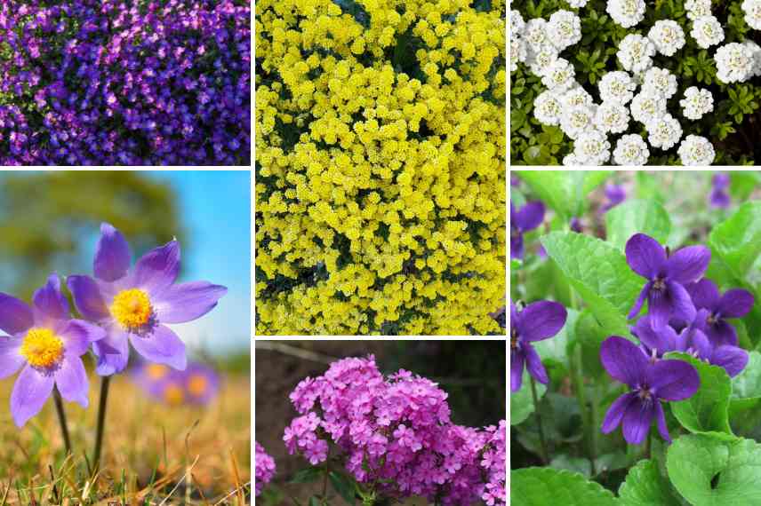 vivaces de soleil à floraison précoce