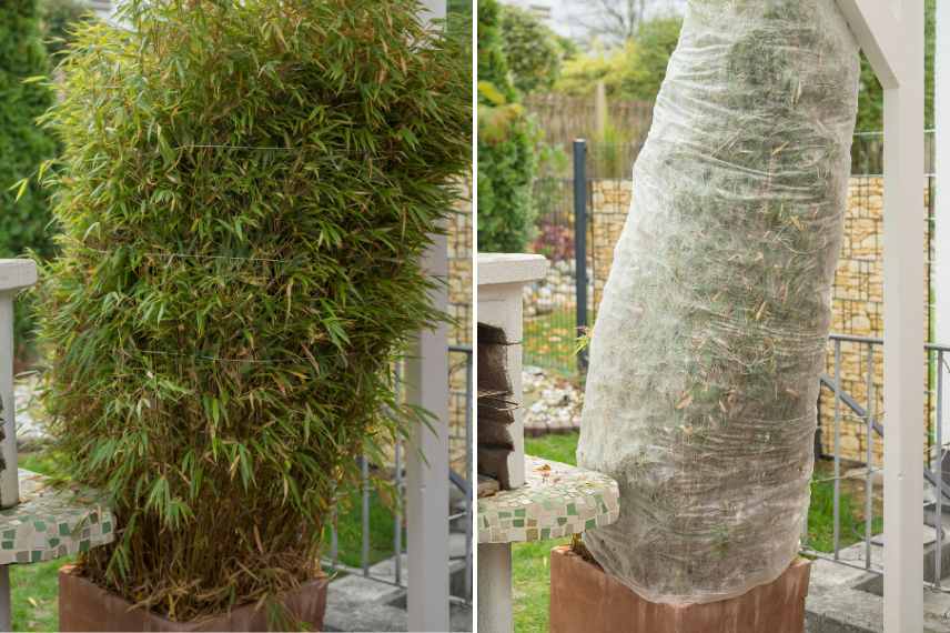 proteger bambous en pot hiver