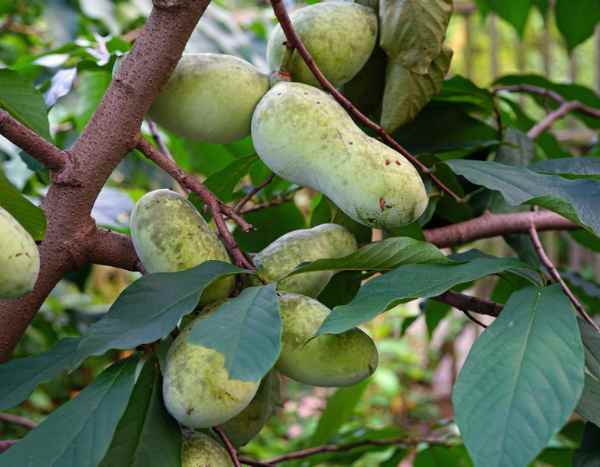 Comment tailler l'Asiminier ?