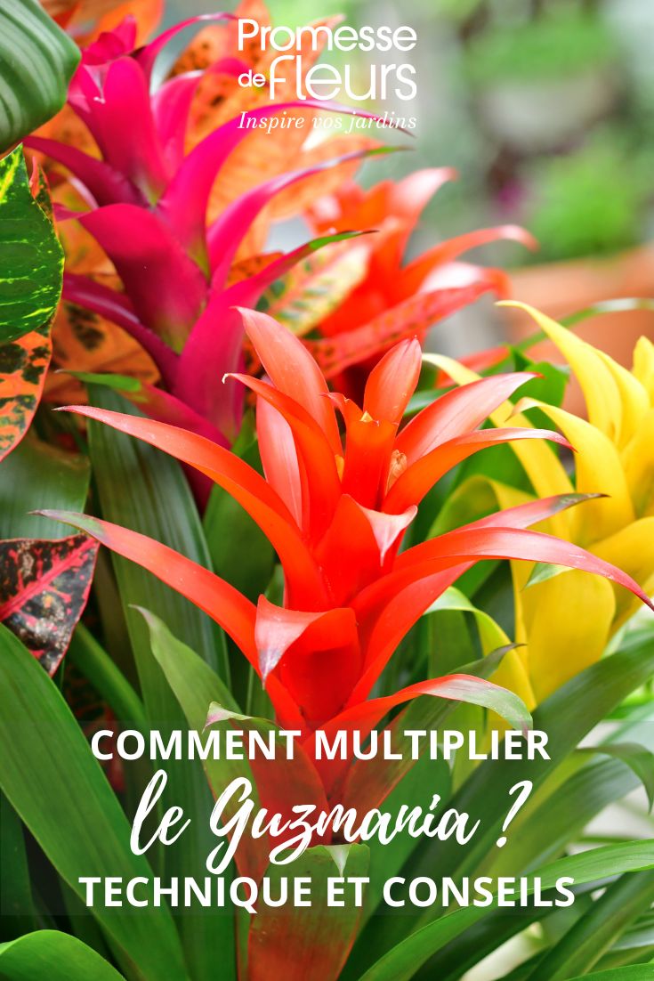fleurs de Guzmania