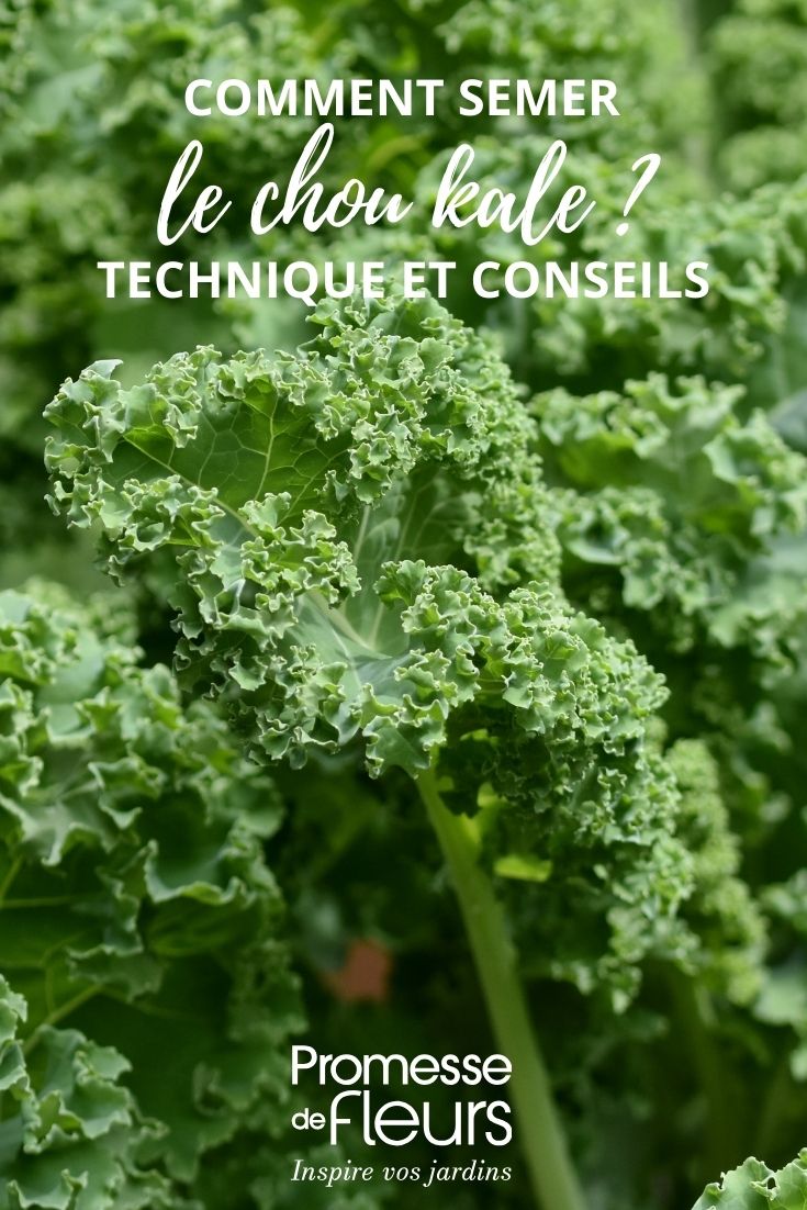 feuilles de chou kale