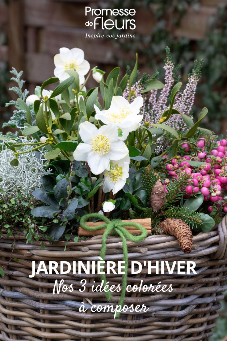 une jardinière en osier plantes hellebore