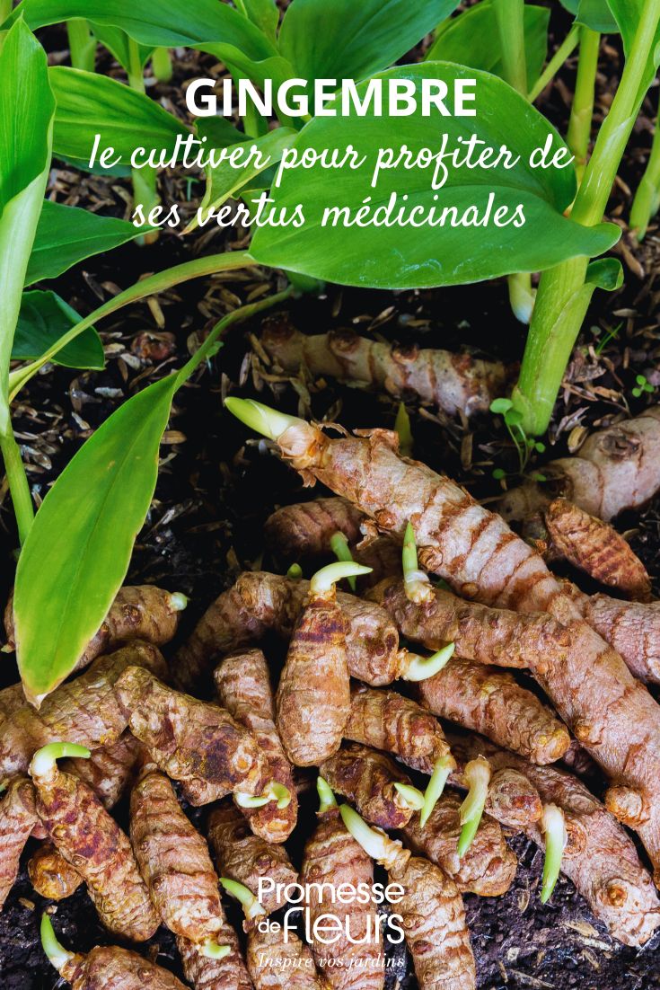 gingembre au jardin
