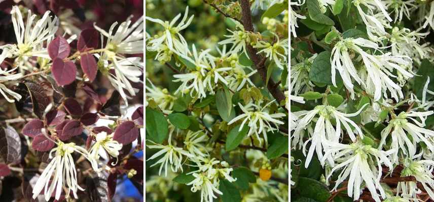 Loropetalum a fleurs blanches