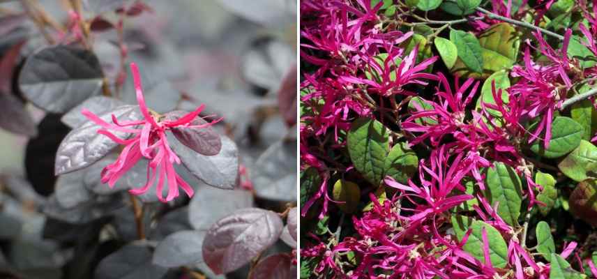 loropetales a fleurs roses