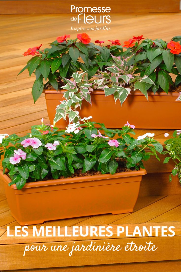 plantes annuelles en jardiniere