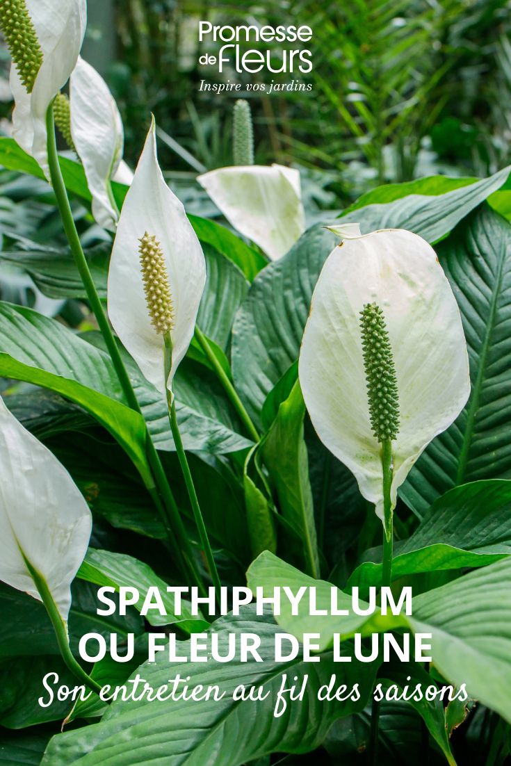 entretenir la fleur de lune