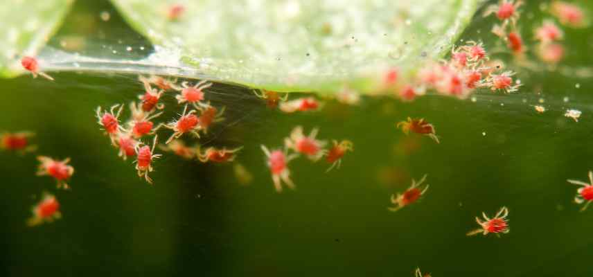 parasites plantes interieur araignees rouges