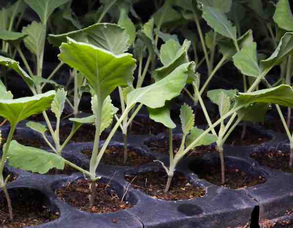 Comment semer le chou kale ?